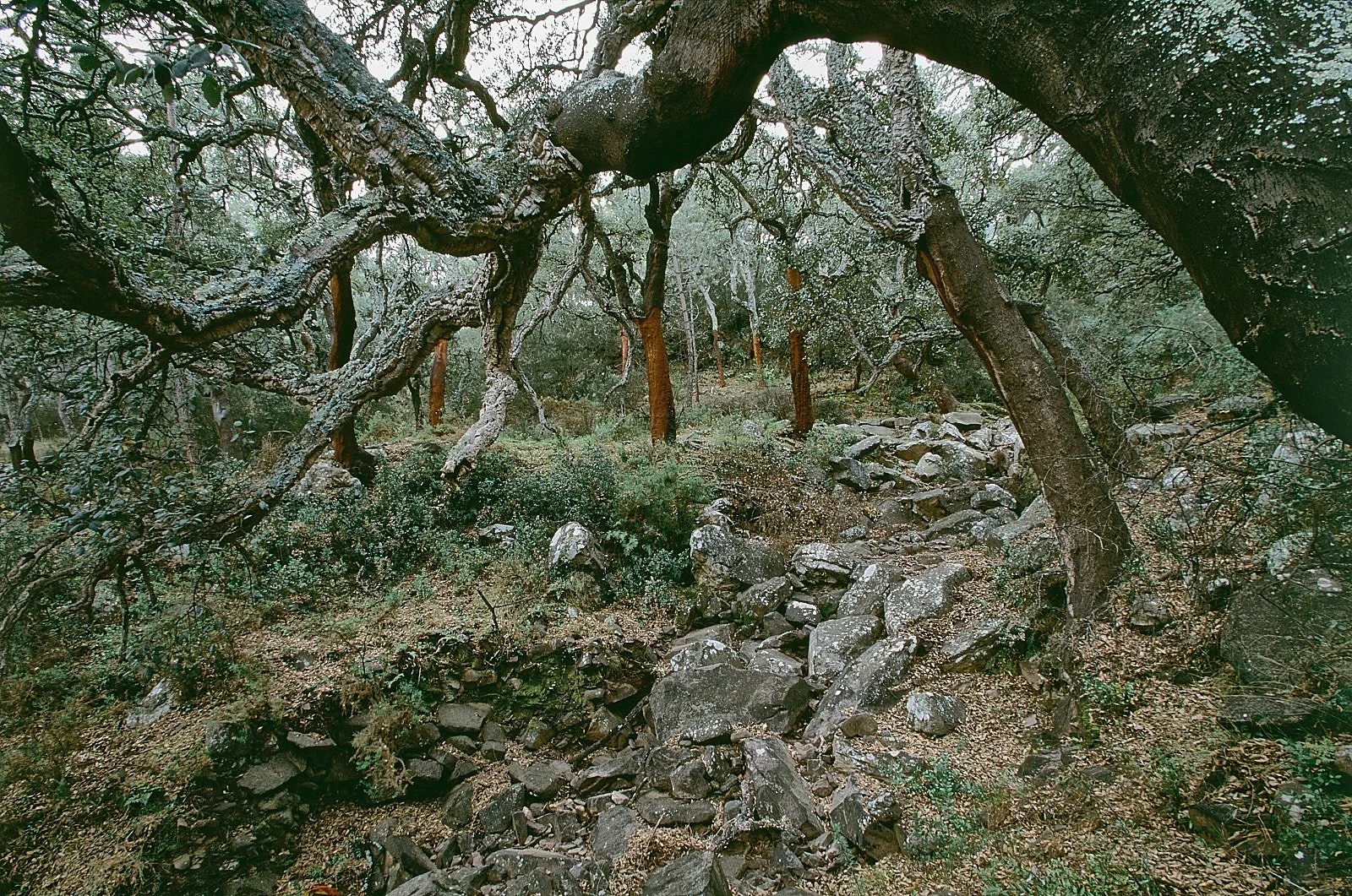 bosque de alcornoques en la sierra de espadán