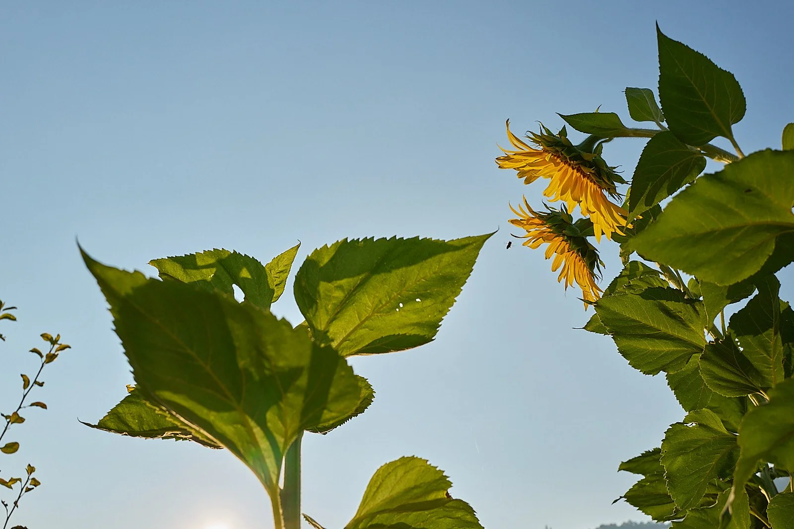 girasoles en flor en huerta con abeja acercandose