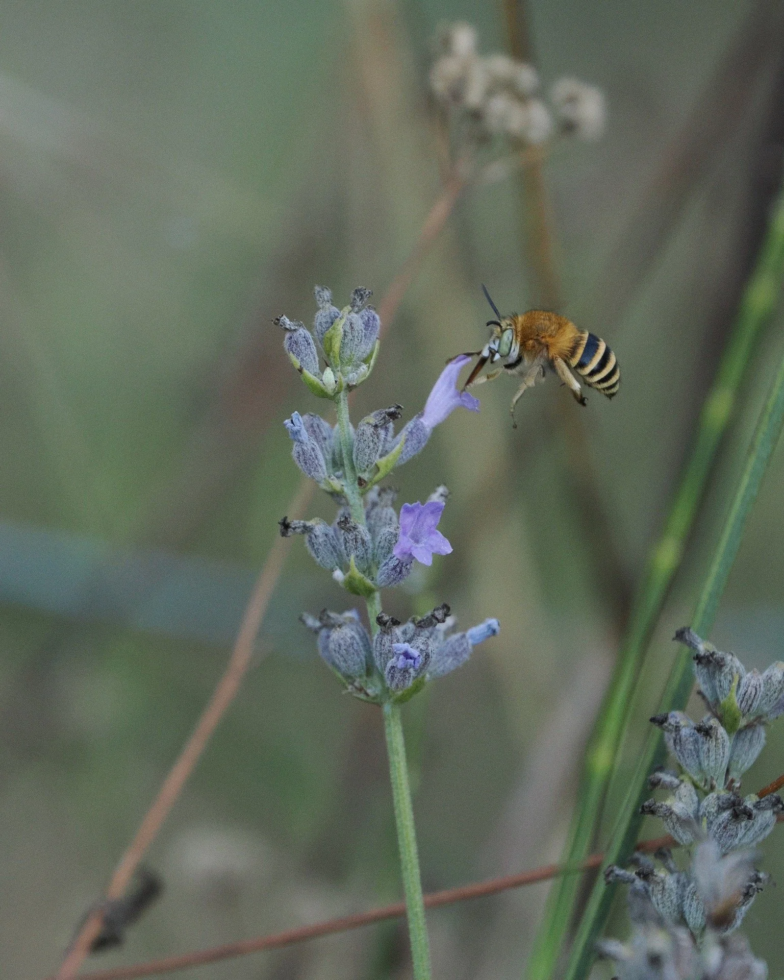 Biodiversidad en el huerto la abeja mas rapida 