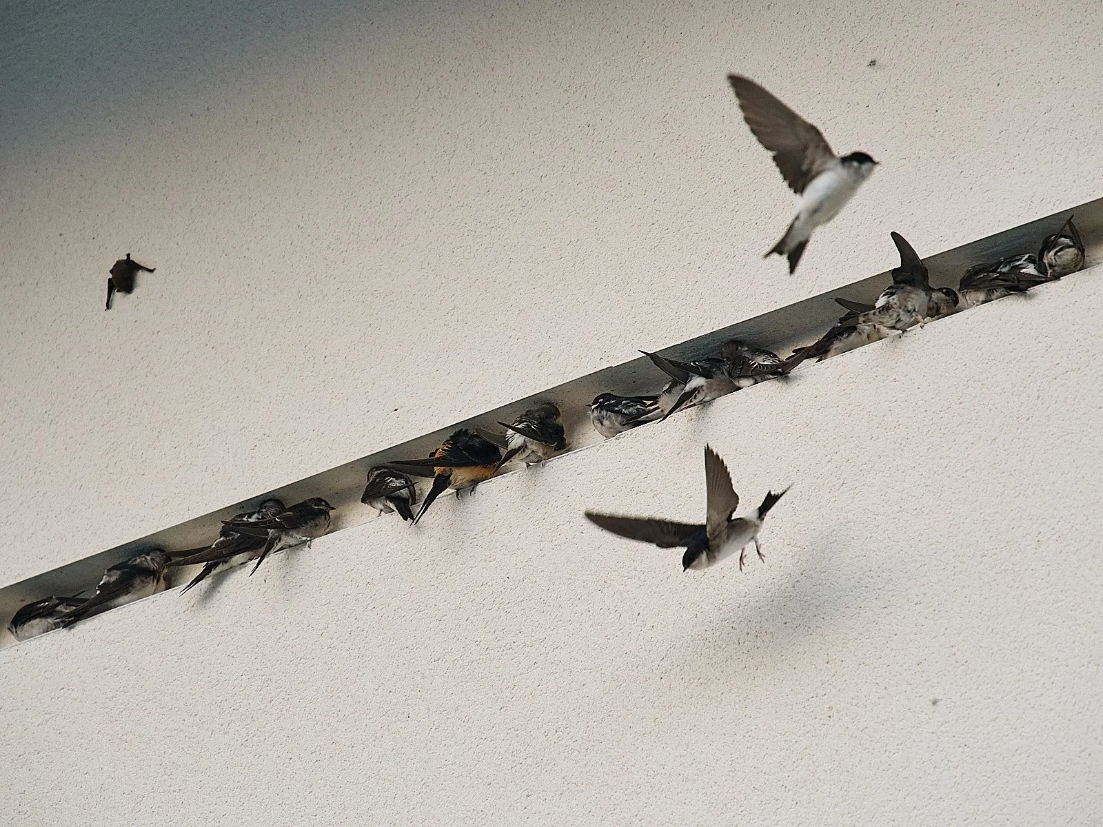 aviones comunes volando y posados en la rendija de un edificio