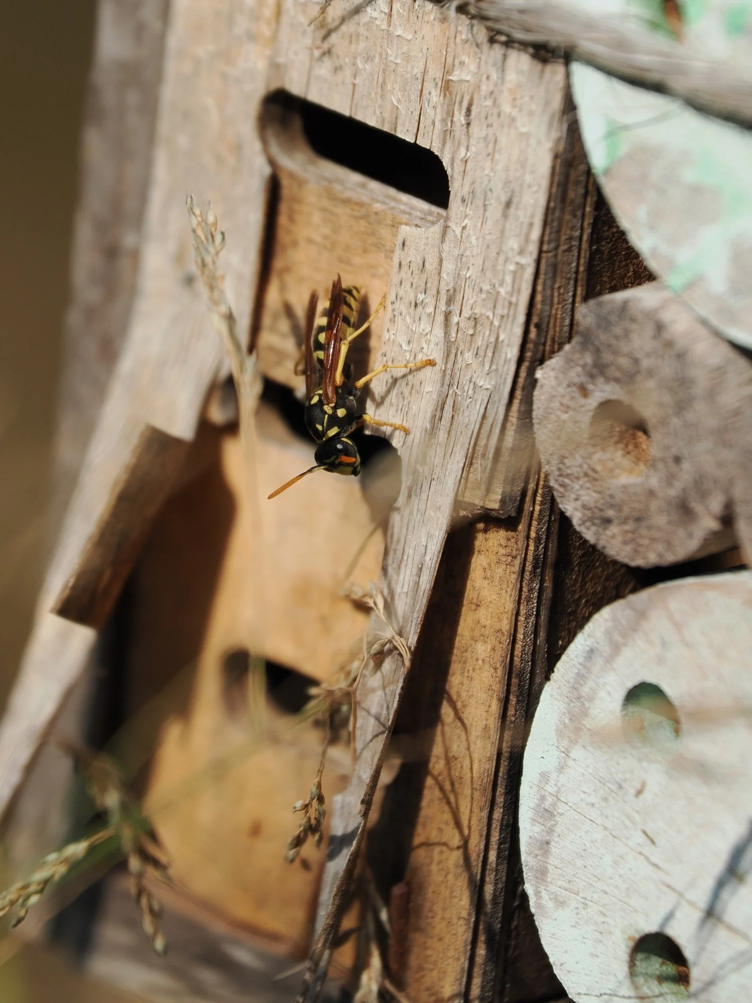 Como proteger a los insectos de los hoteles de insectos