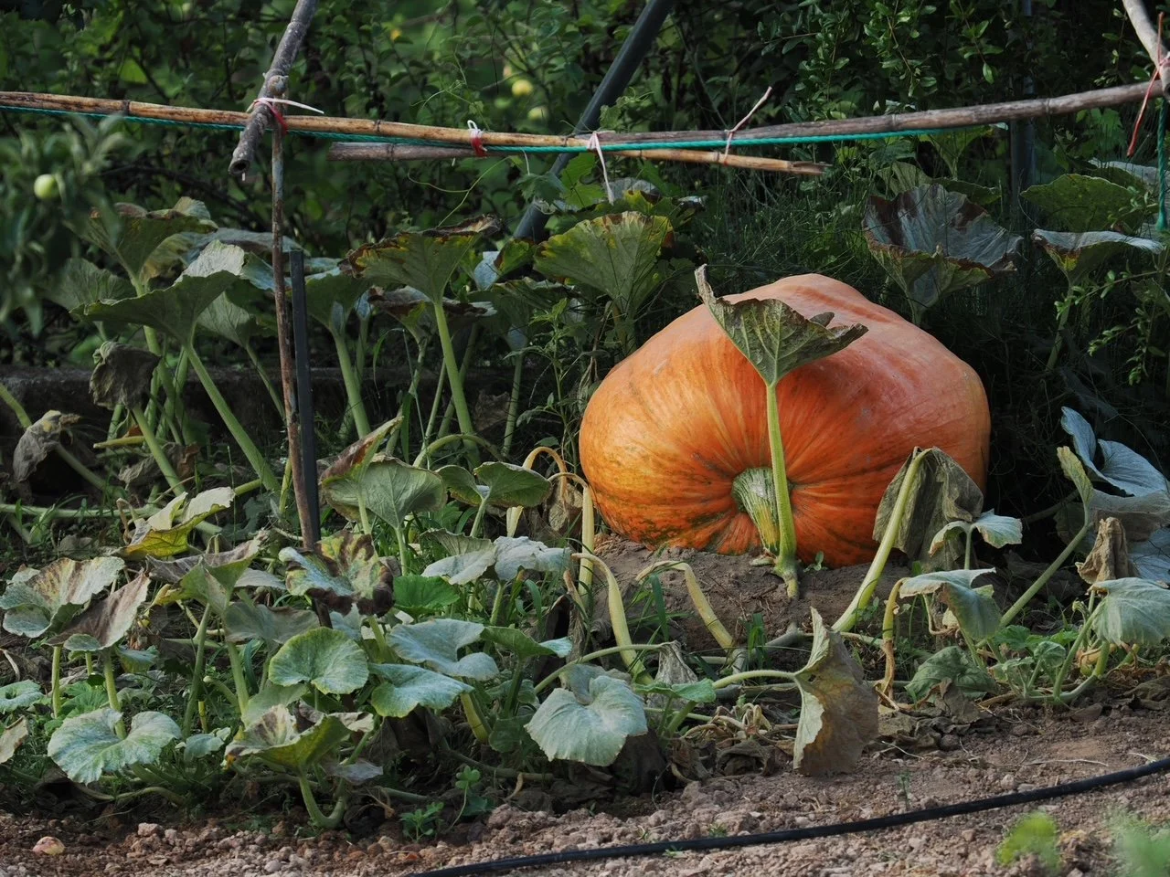 calabaza naranja gigante en huerta