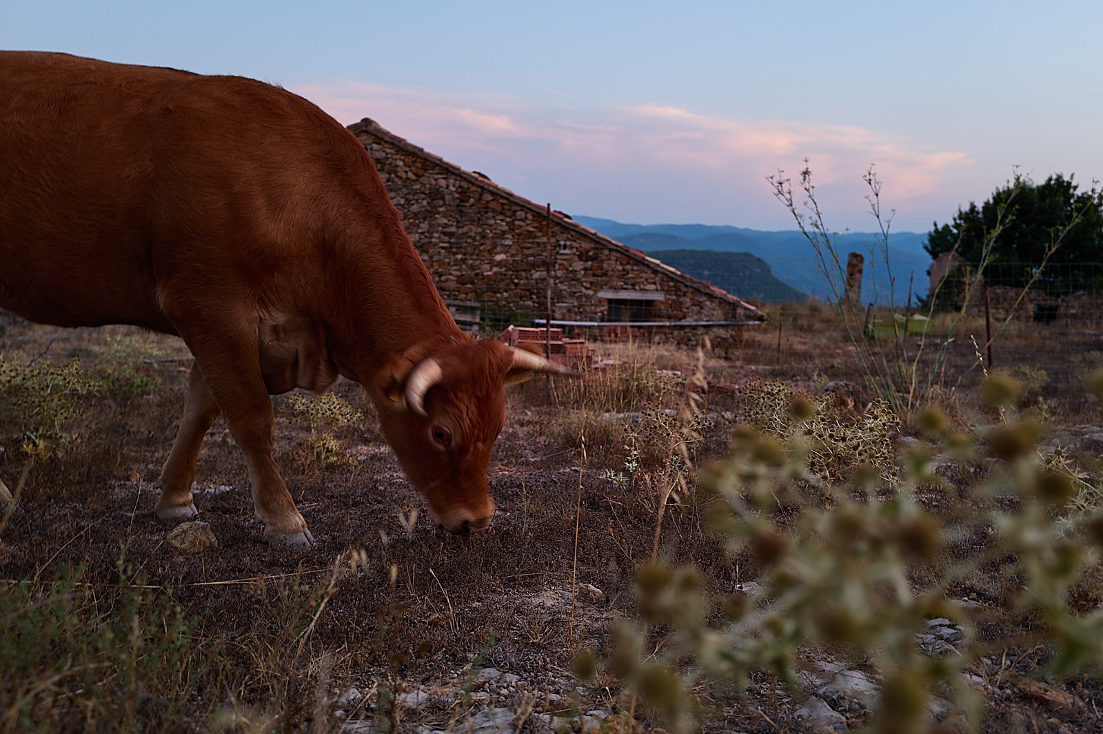 ¿Es posible tener vacas de secano?
