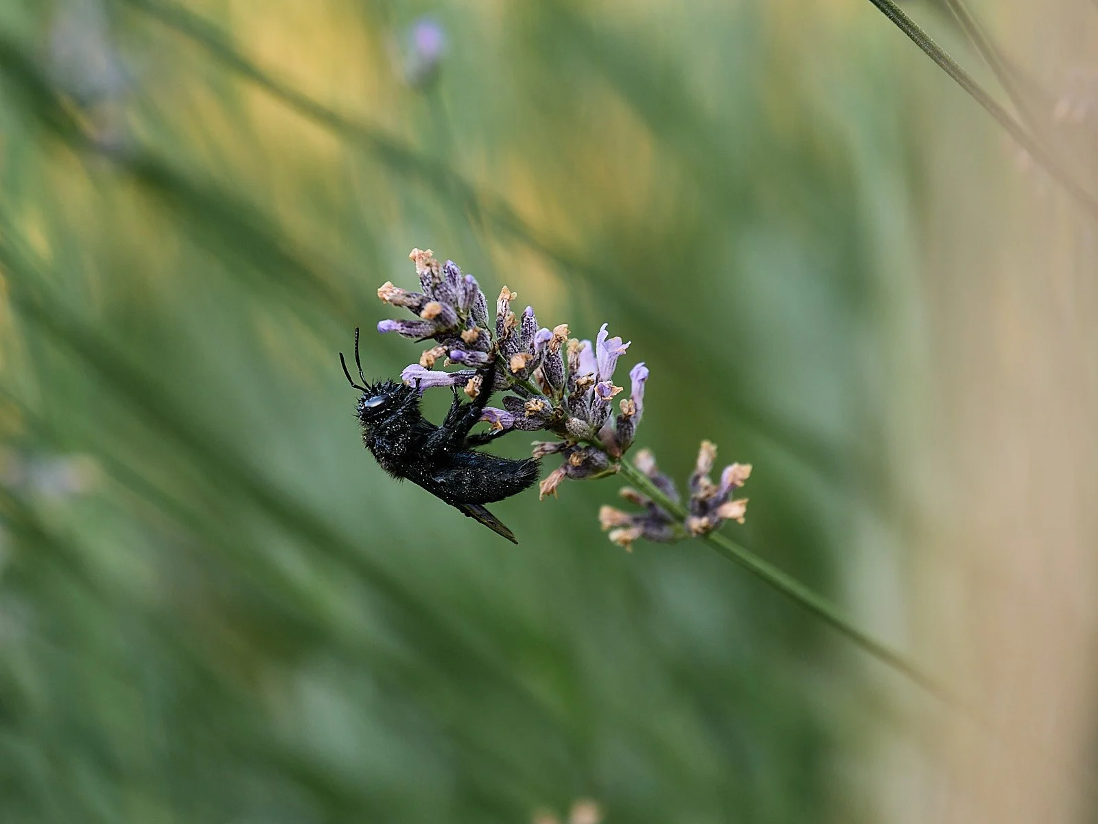 abejorro carpintero en flor de lavanda