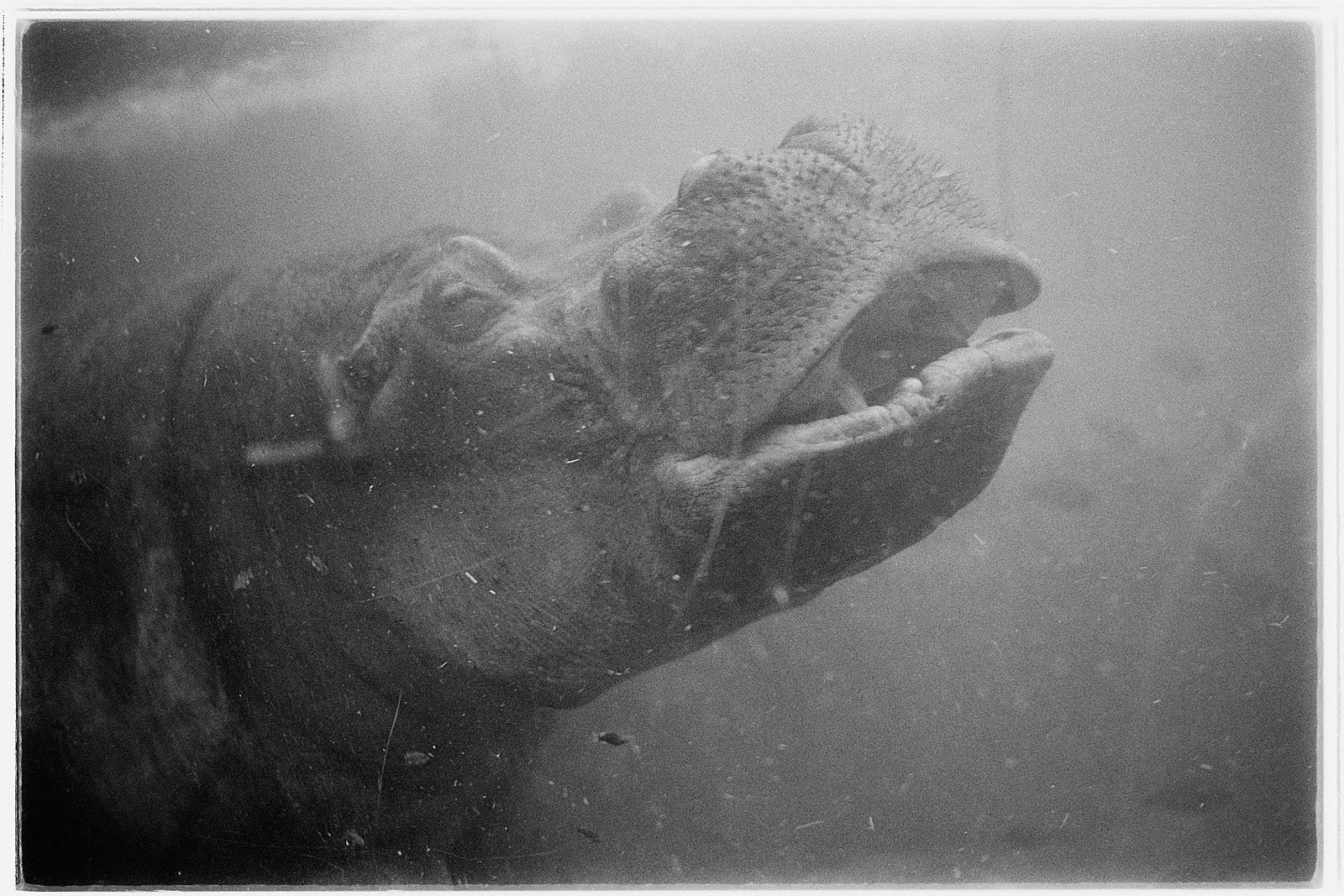 hipopótamo en el agua en blanco y negro