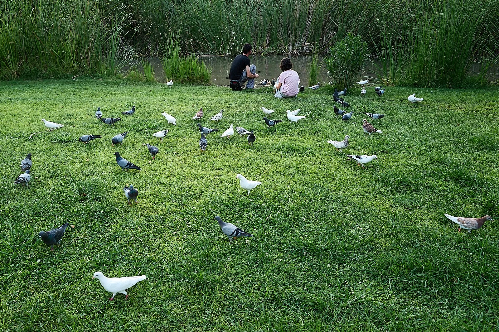 Muchas palomas en la hierba y dos personas agachadas de espaldas junto a un estanque