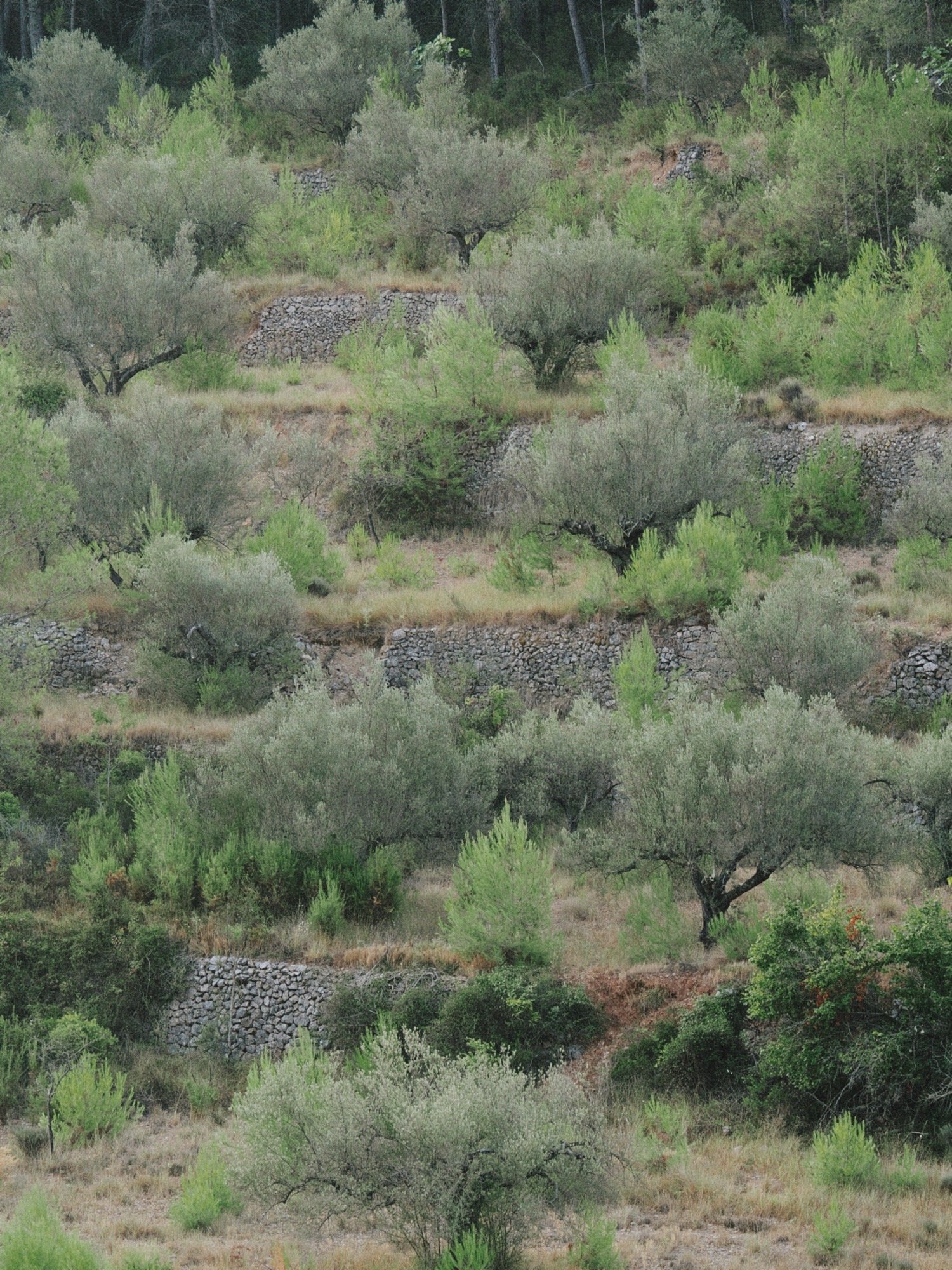 Aqui si sobran pinos