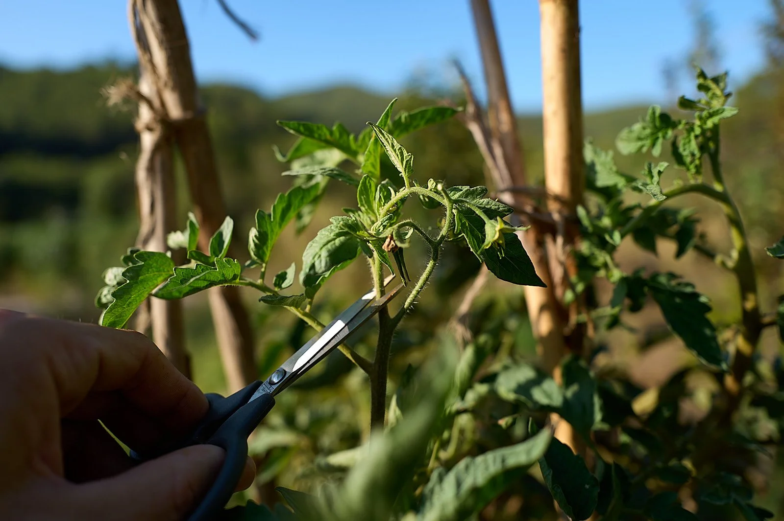 Por que se despuntan las tomateras