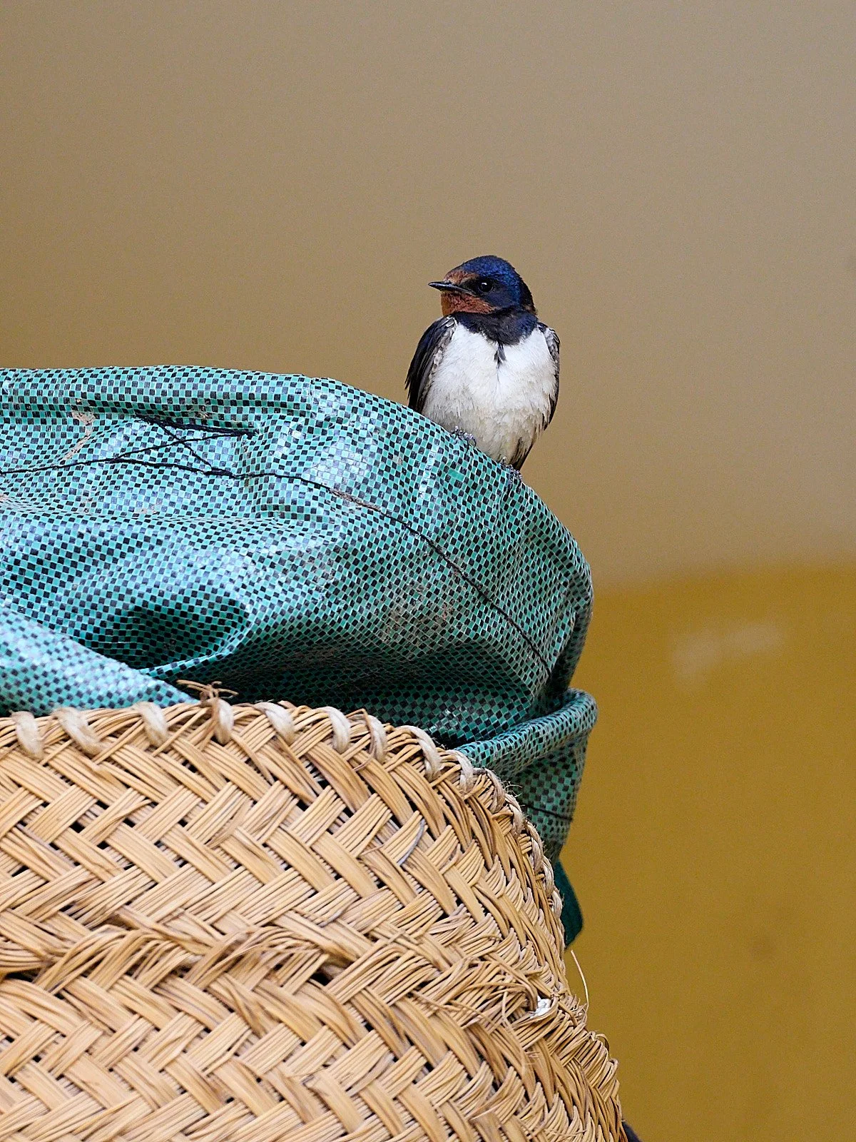 Por que todas las golondrinas estan en un solo campo