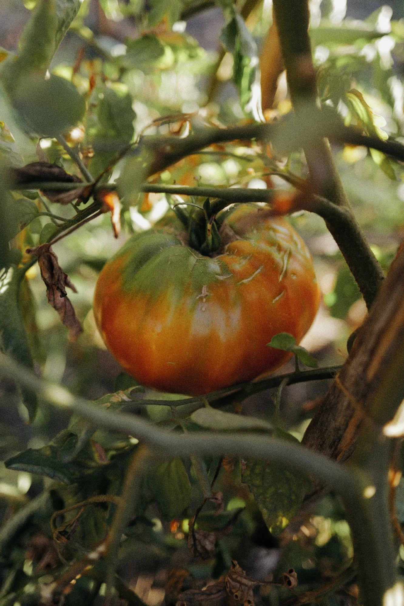 Por que coger un tomate antes de que este maduro