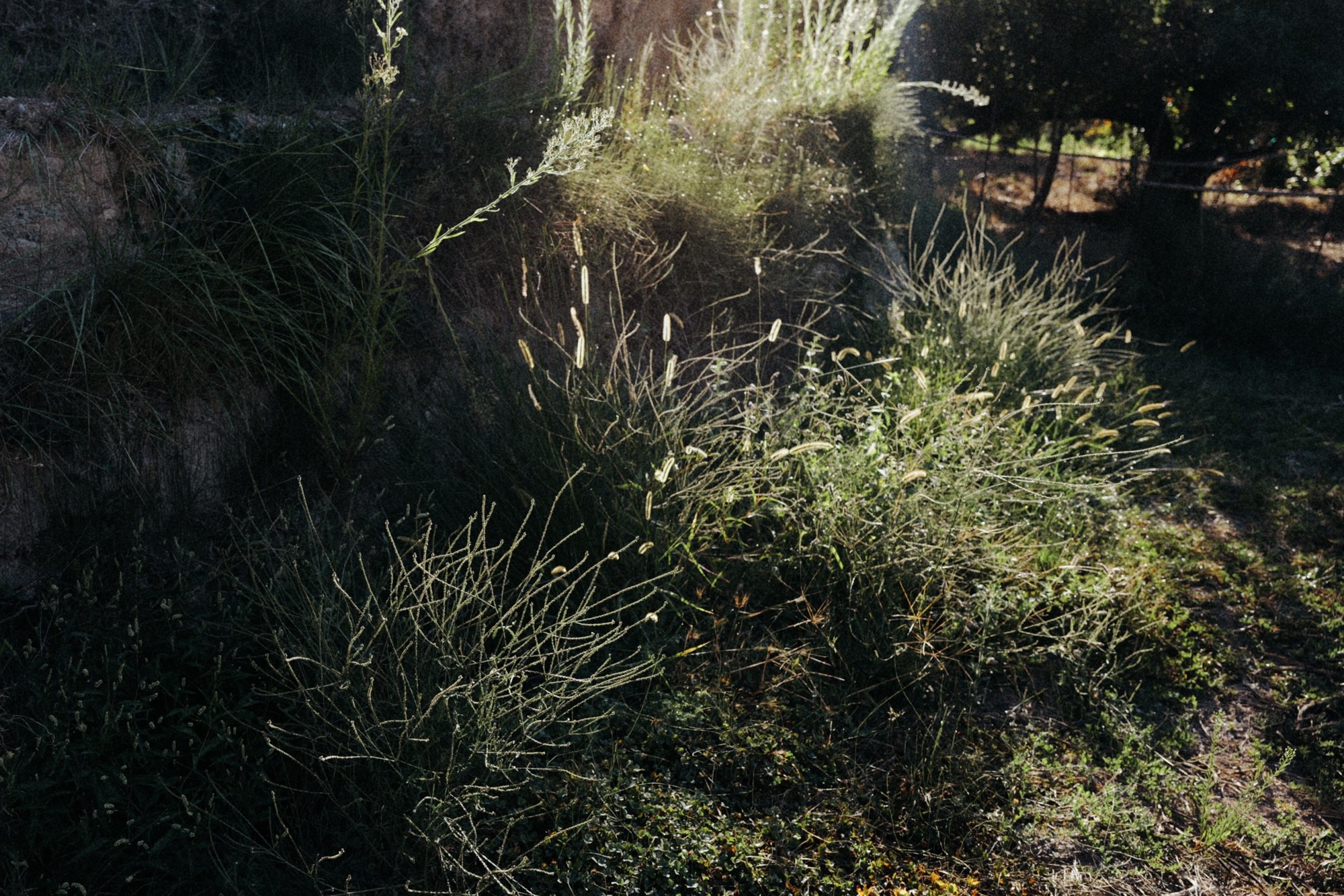 Lo malo de tener una acequia sin cemento