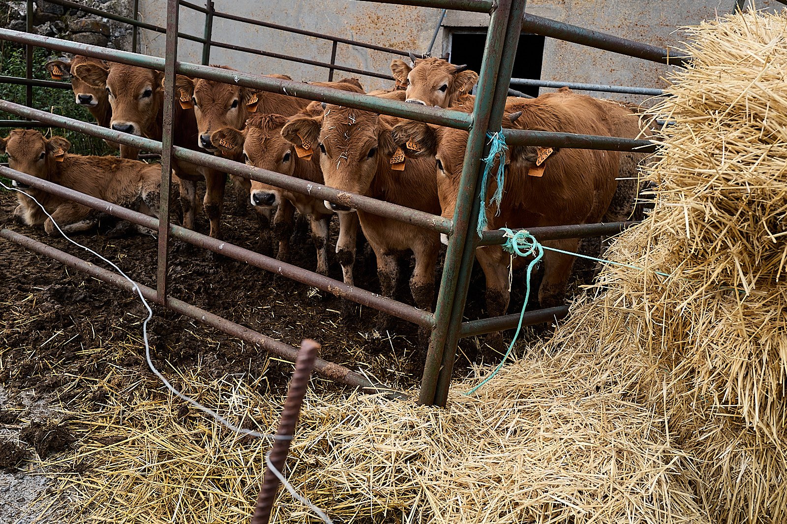 terneros marrones encerrados en un corral con heno al lado
