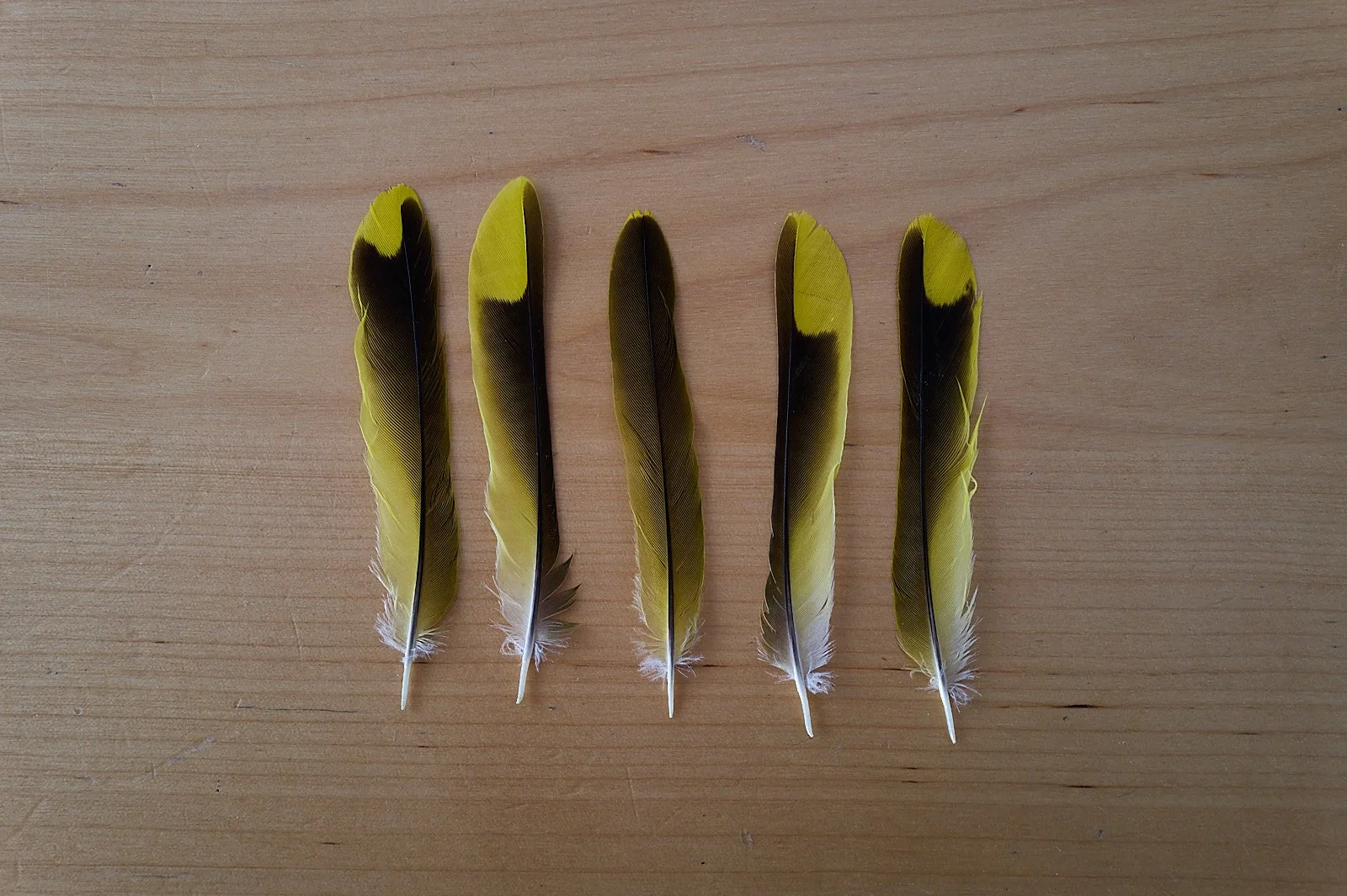 Plumas de oropendola amarillas y negras sobre madera clara