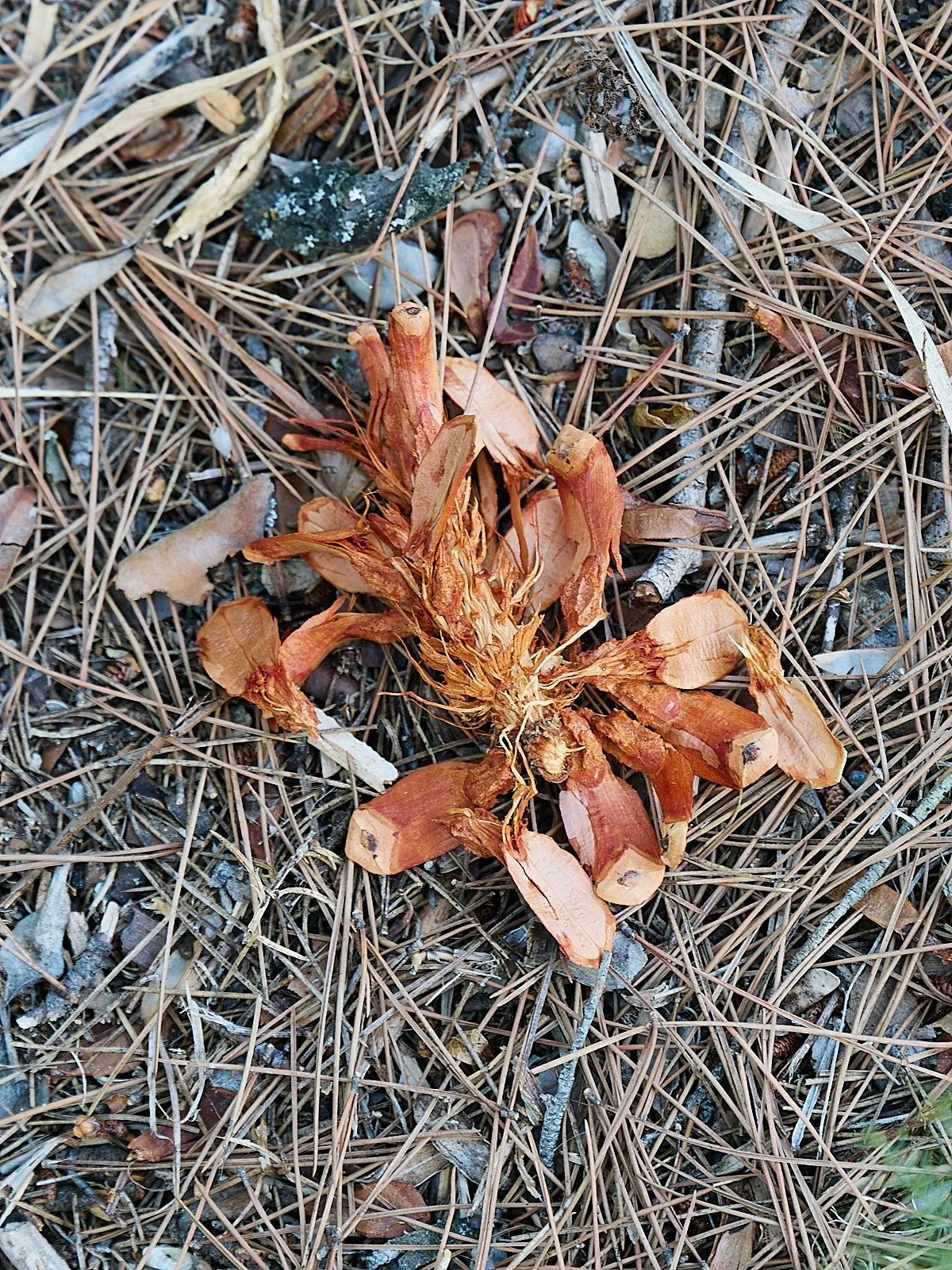 piña naranja comida por ardilla en suelo de bosque