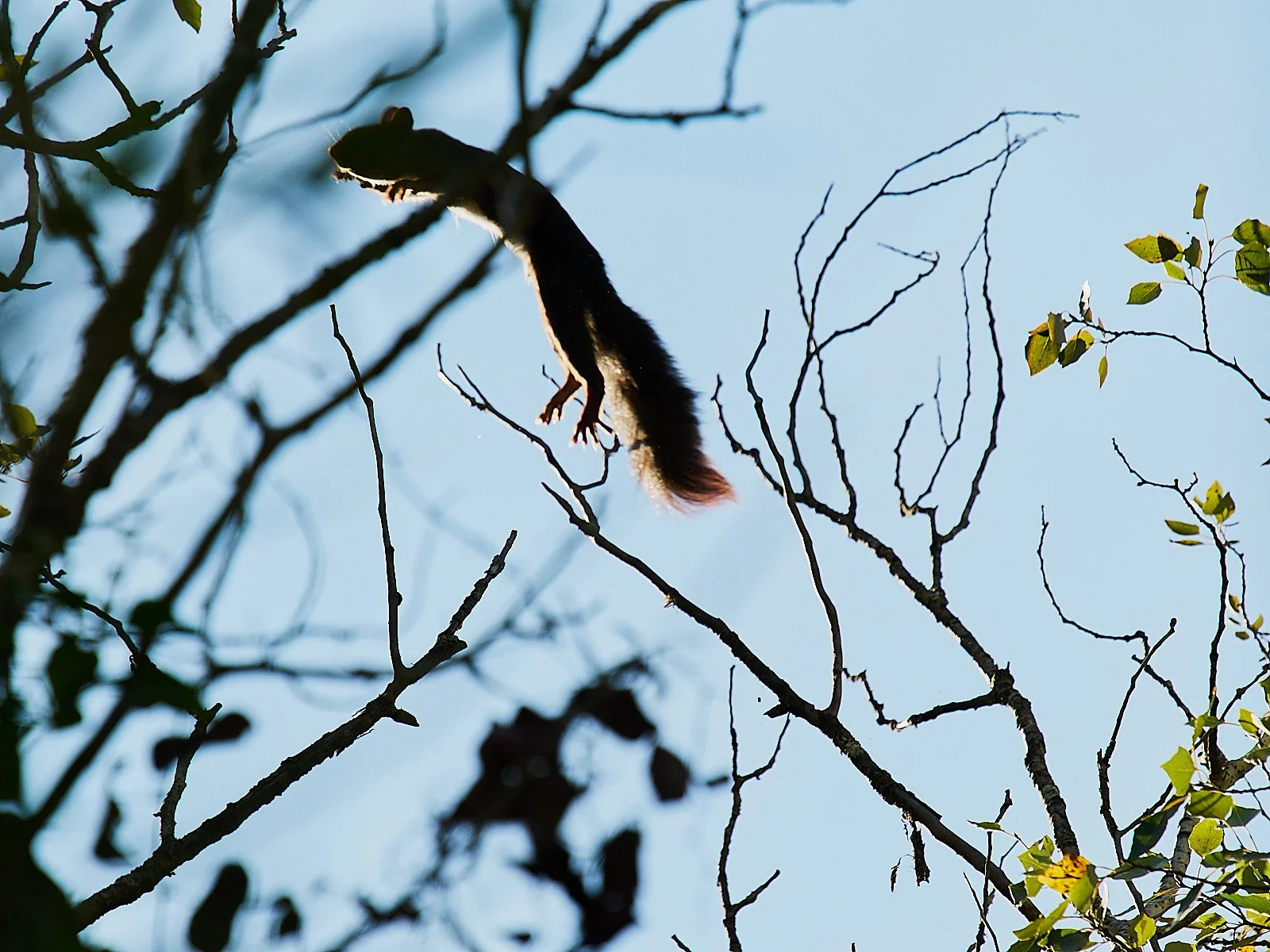 ardilla saltando entre arboles