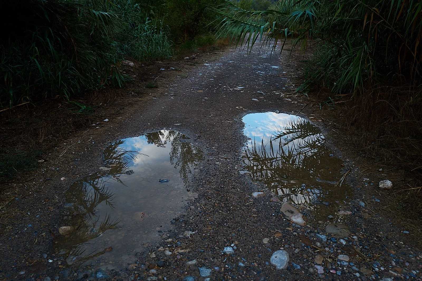 charcos con reflejos de cañas en un camino rural de tierra