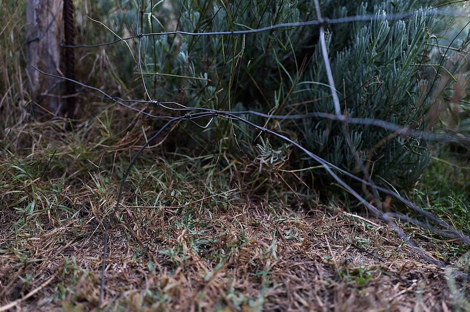 Problemas con la fauna silvestre en el huerto 