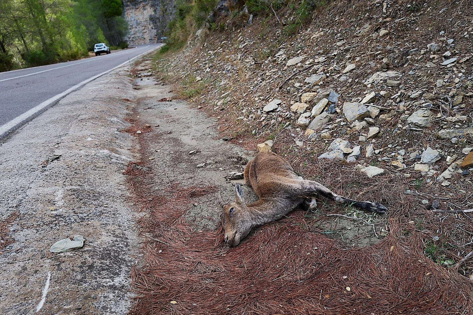 cabra salvaje hembra muerta junto a una carretera con un coche al fondo