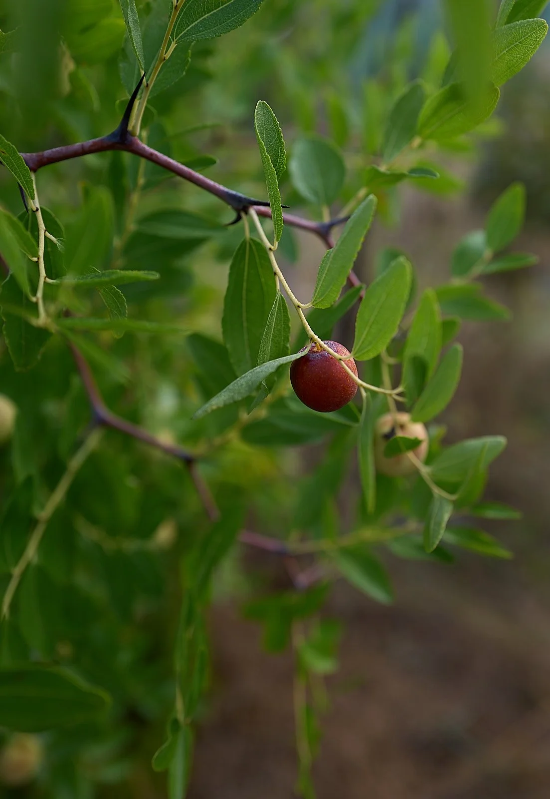 fruto marron del azufaifo y hojas verdes
