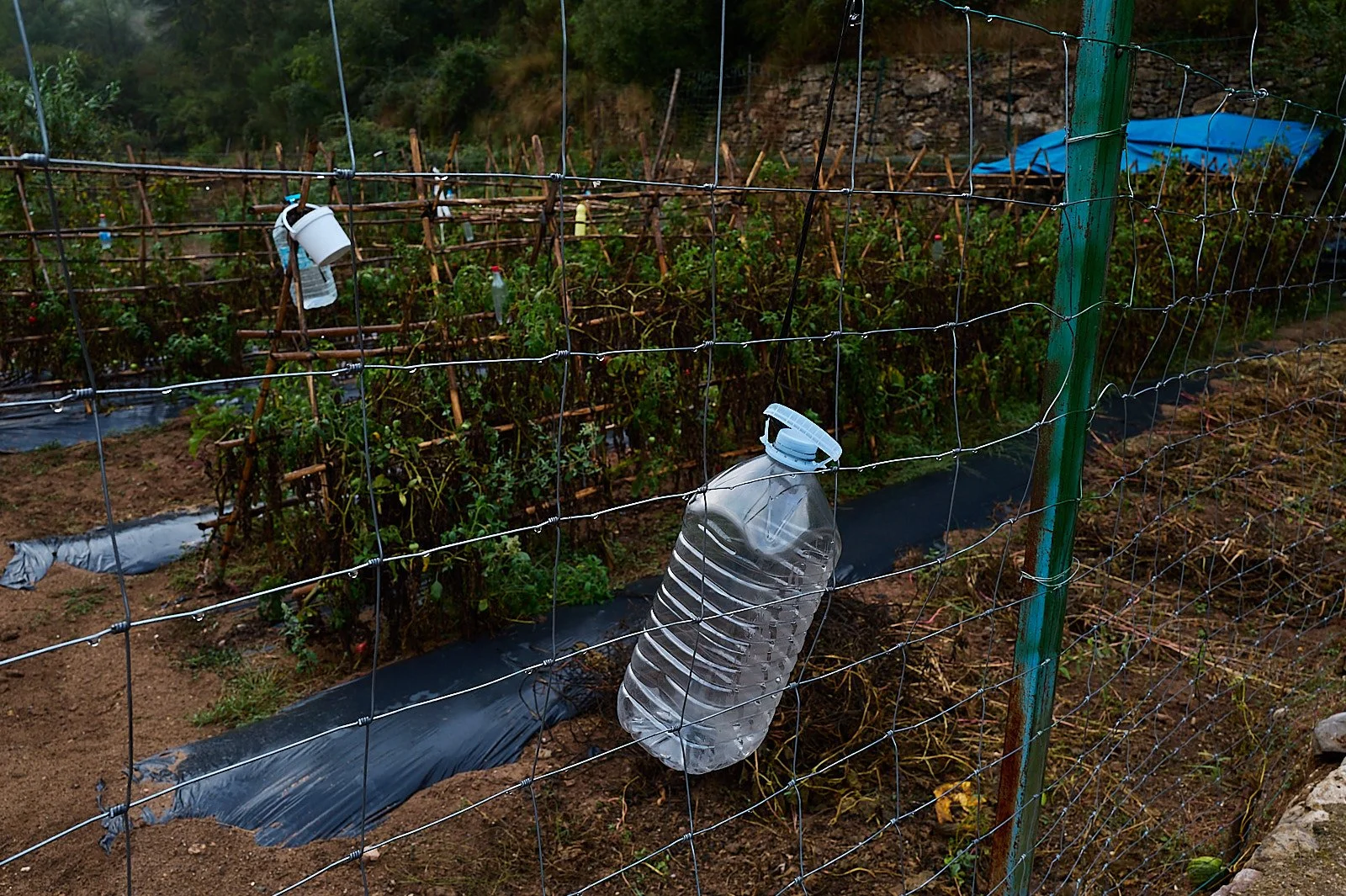 botella de plastico en valla de huerta