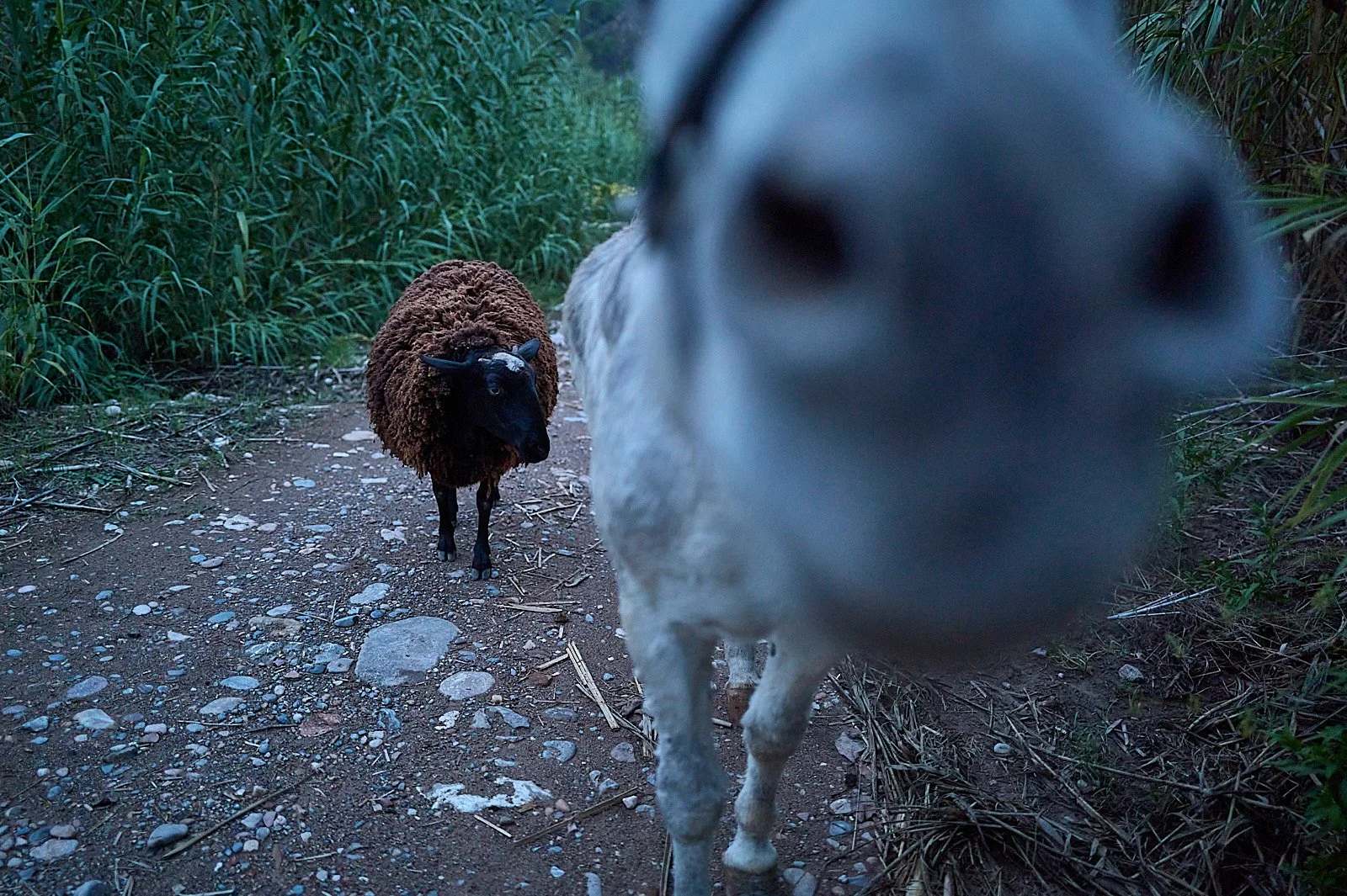 Como identificar a un animal peligroso