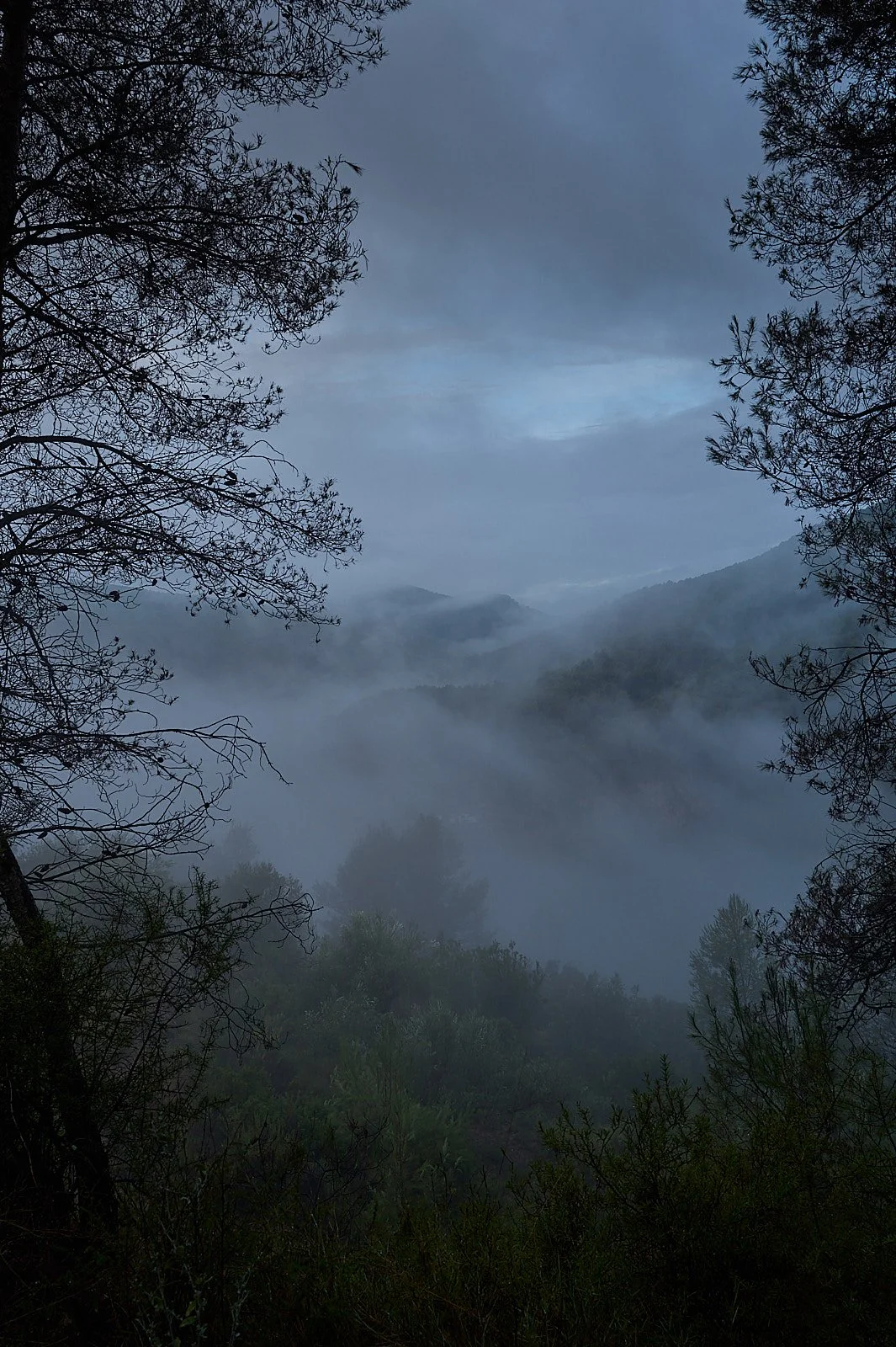 paisaje de montaña con pinos y niebla