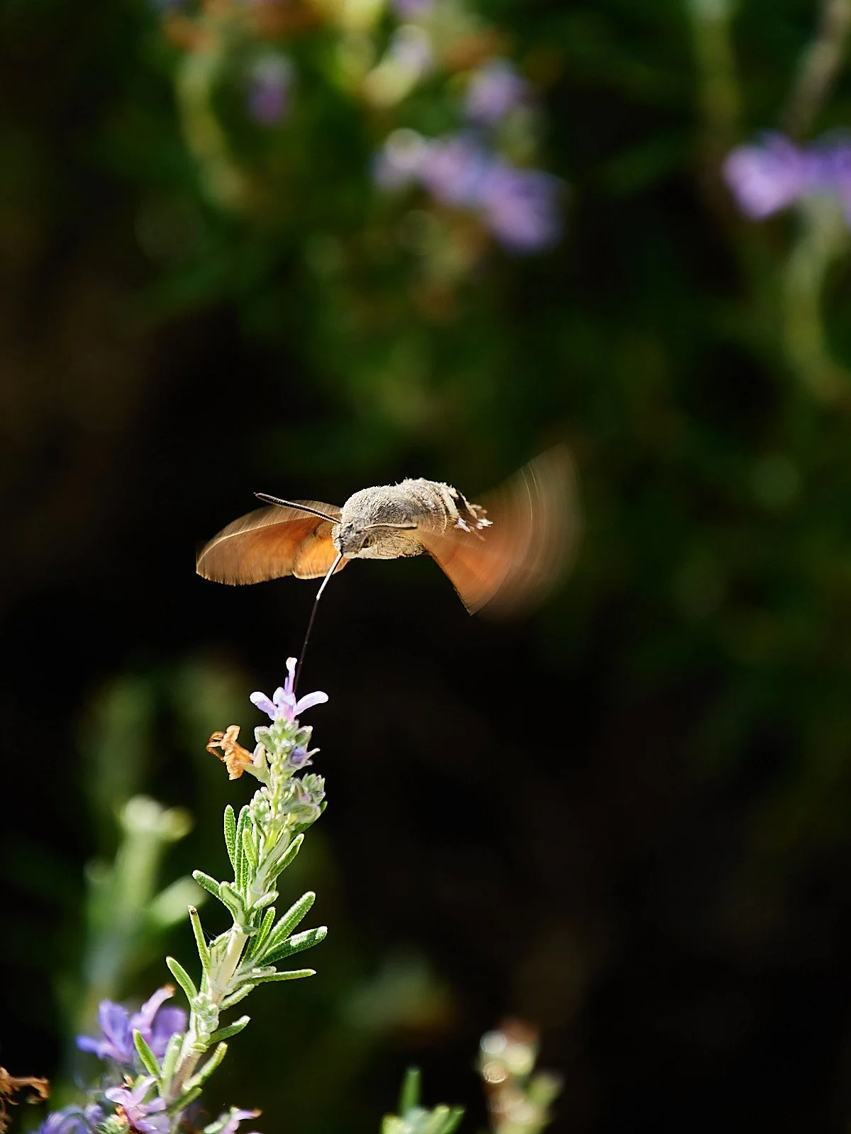 mariposa esfinge en romero