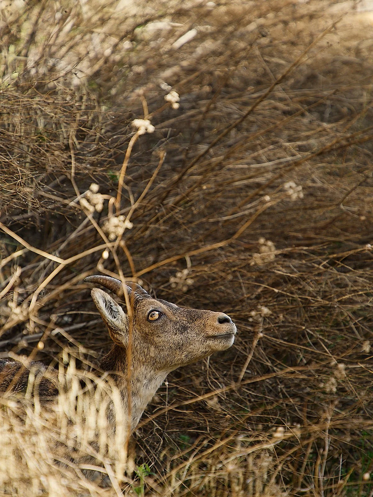 cabra montes hembra entre hierba seca mirando hacia arriba