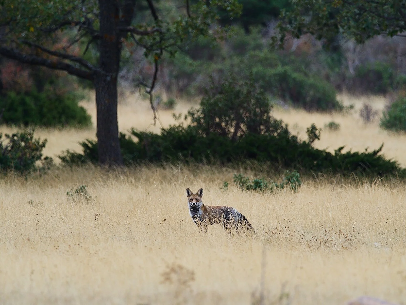 zorro rojo en paisaje de hierba seca