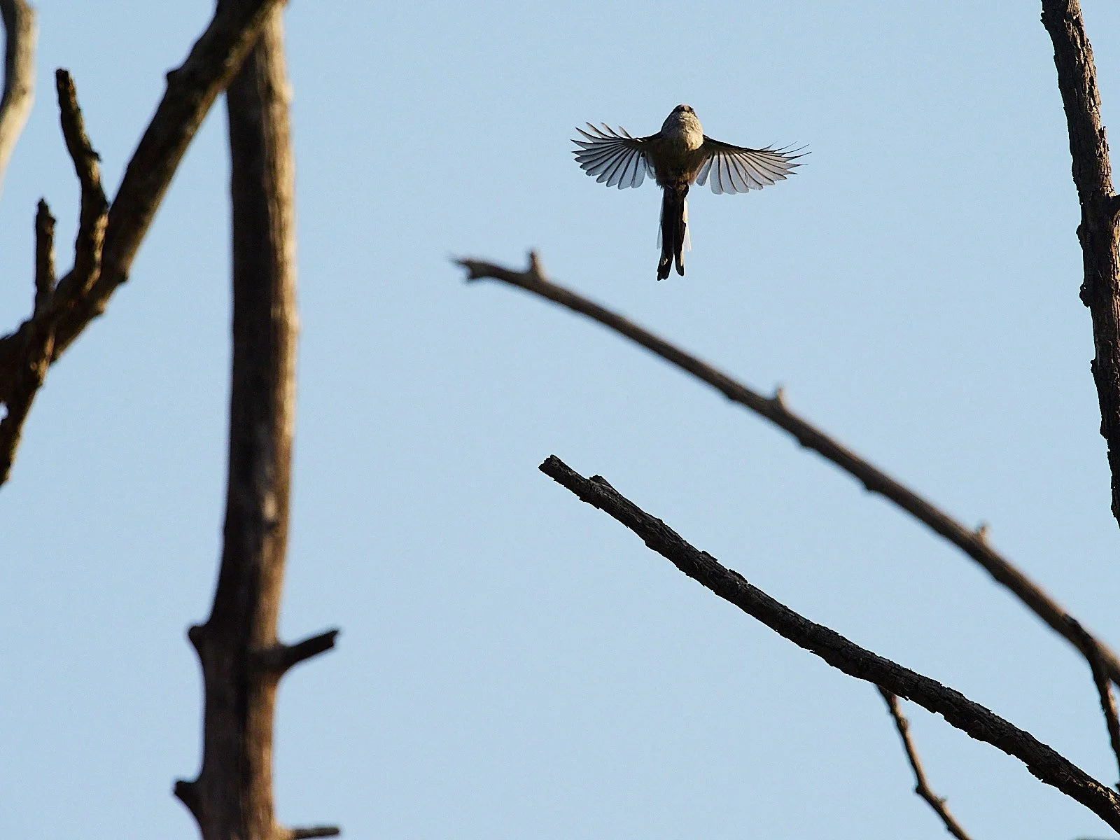 mito volando con las alas extendidas entre ramas secas