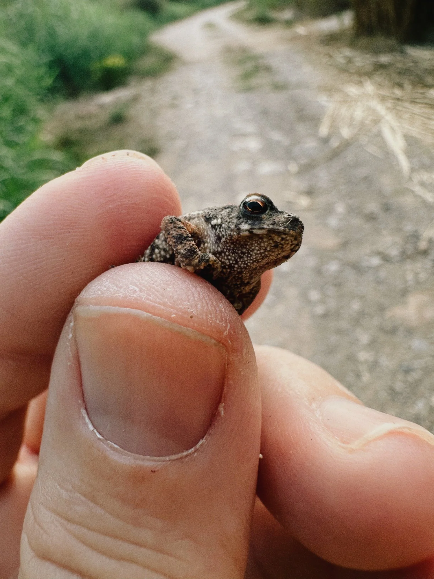 sapo diminuto cogido con unos dedos