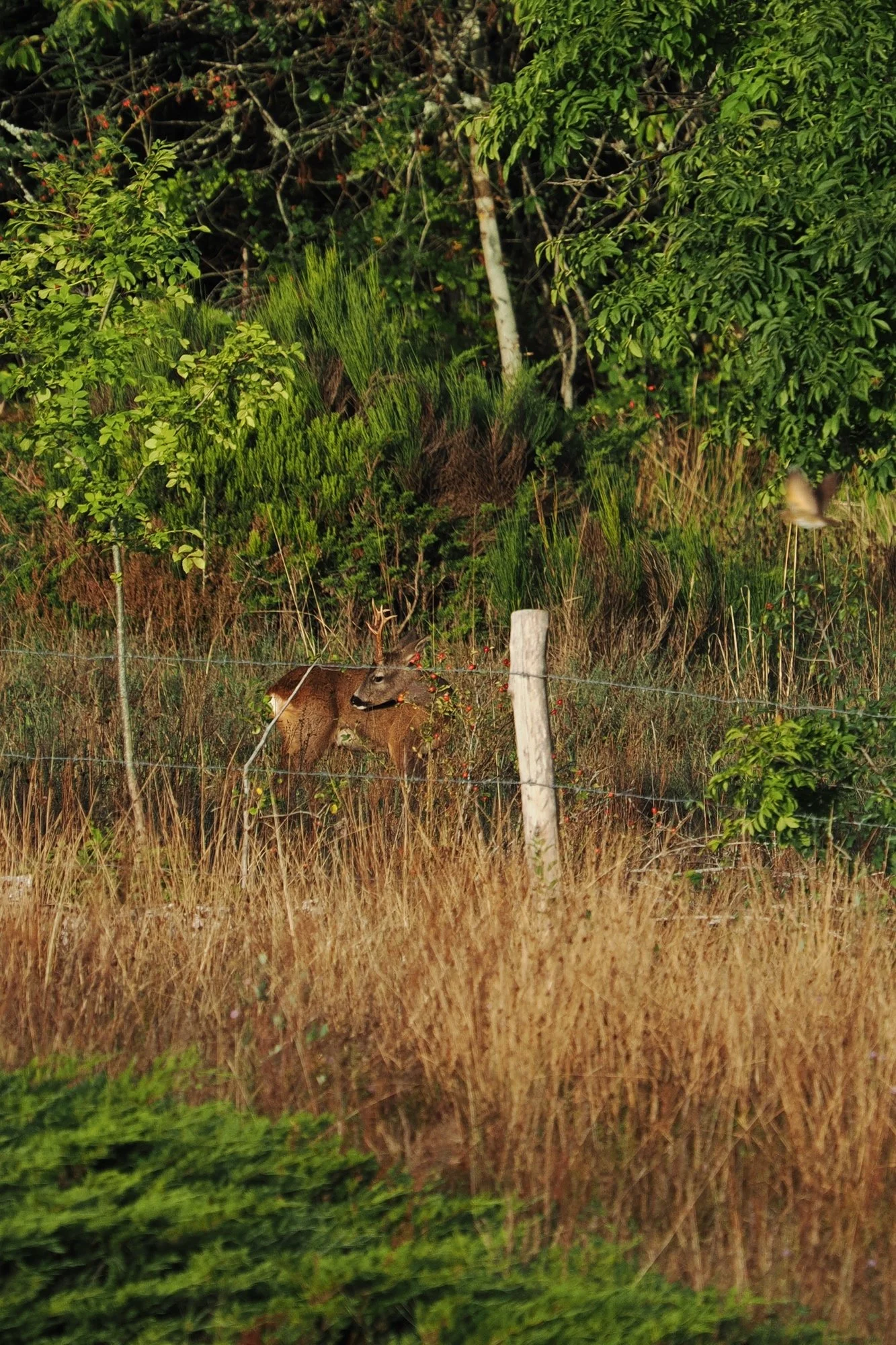 corzo macho junto a prado y bosque
