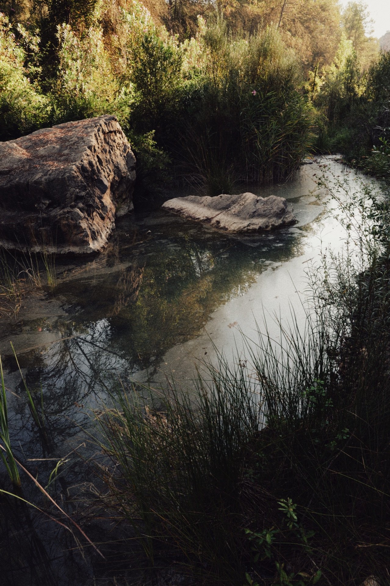agua y bosque de ribera en barranco