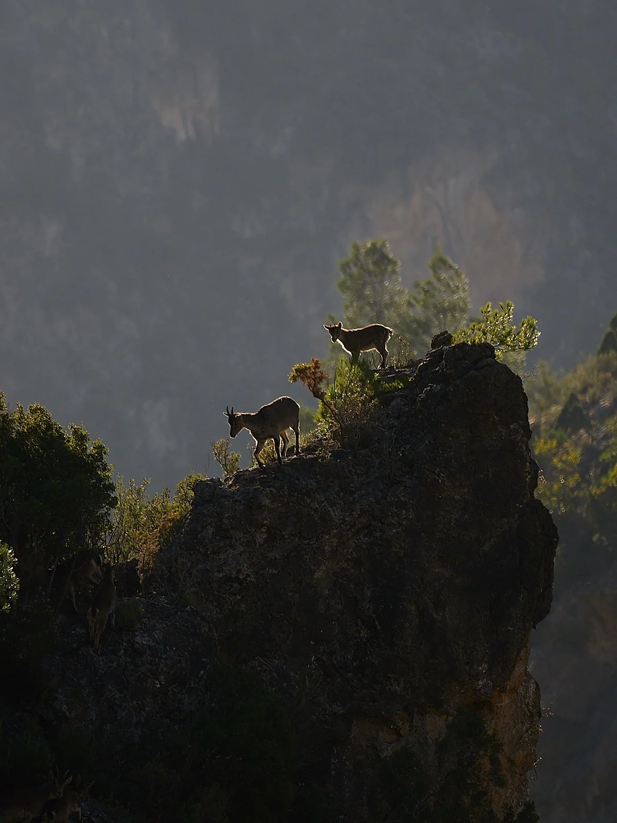 cabra montes hembra y cria andando por roca a contraluz