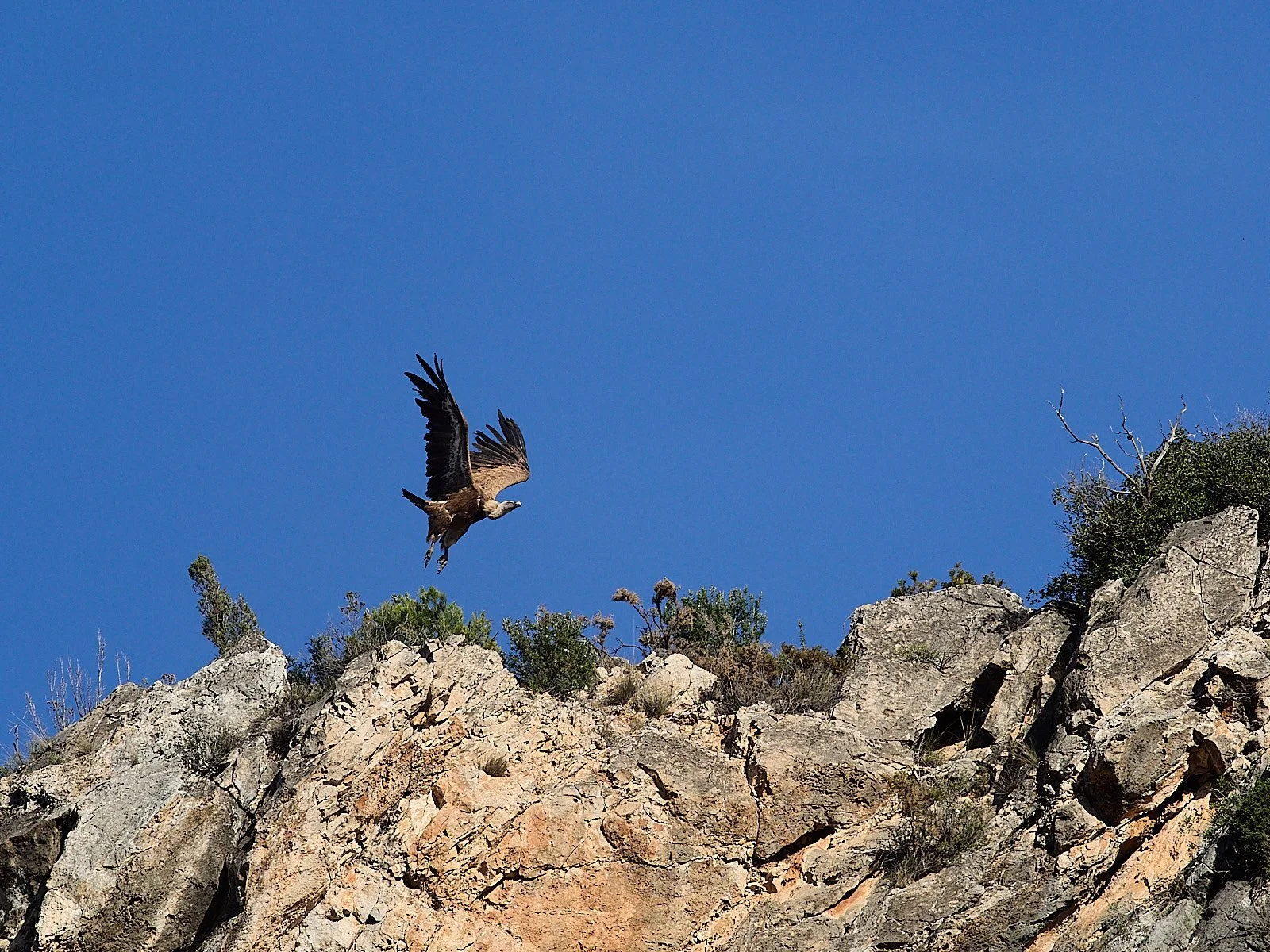 buitre leonado despegando el vuelo en cornisa rocosa