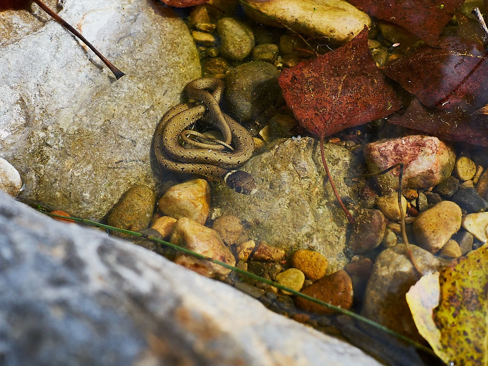 culebra de  ollar joven en el agua entre piedras y hojas