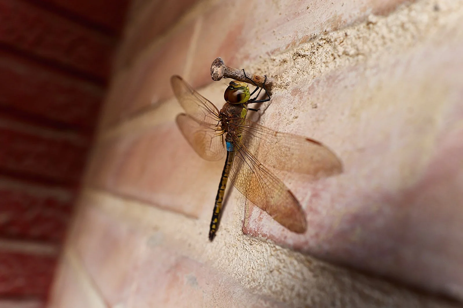 libelula en pared