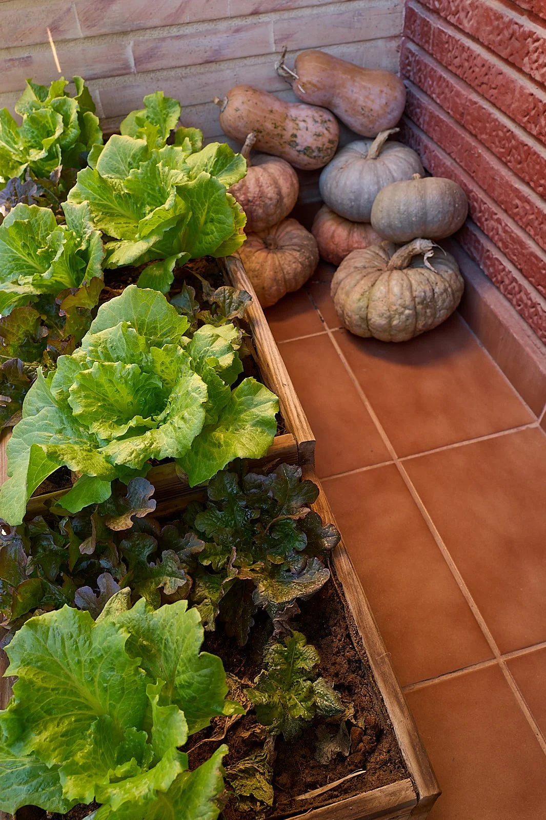 lechugas y calabazas en un balcon