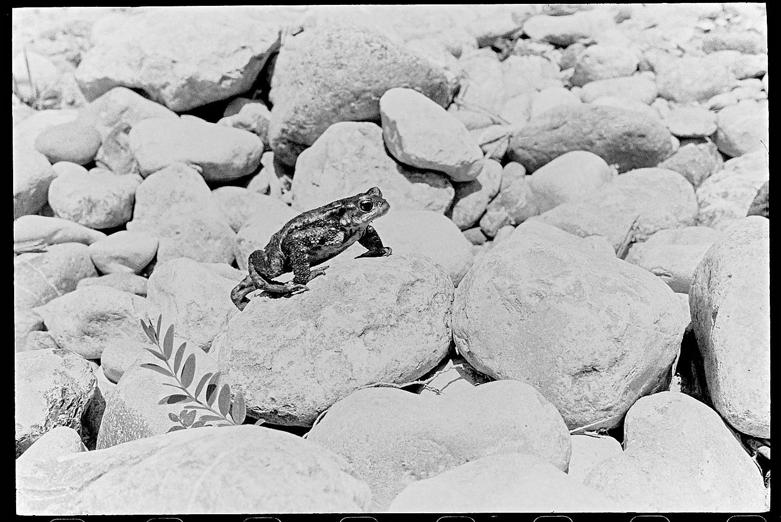 sapo comun andando por piedras bajo el sol en blanco y negro