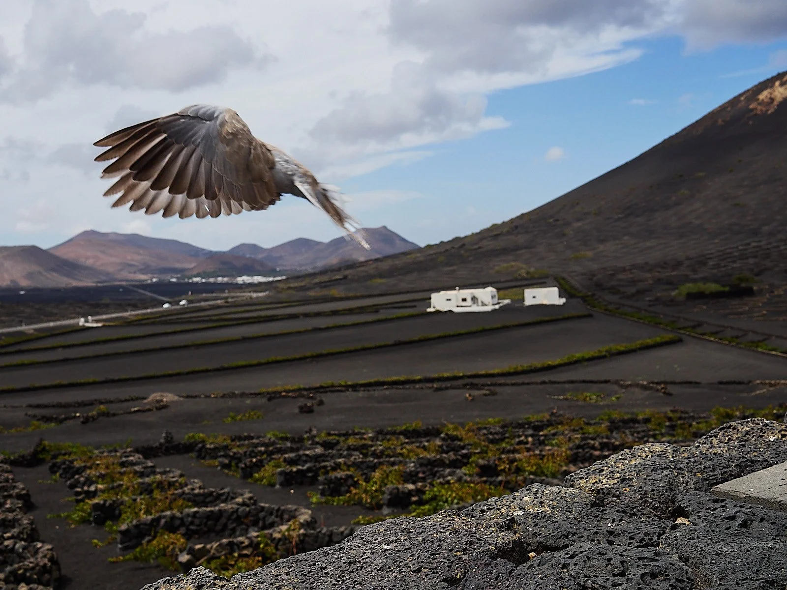 tortola turca volando con las alas extendidas en paisaje volcánico con casas al fondo