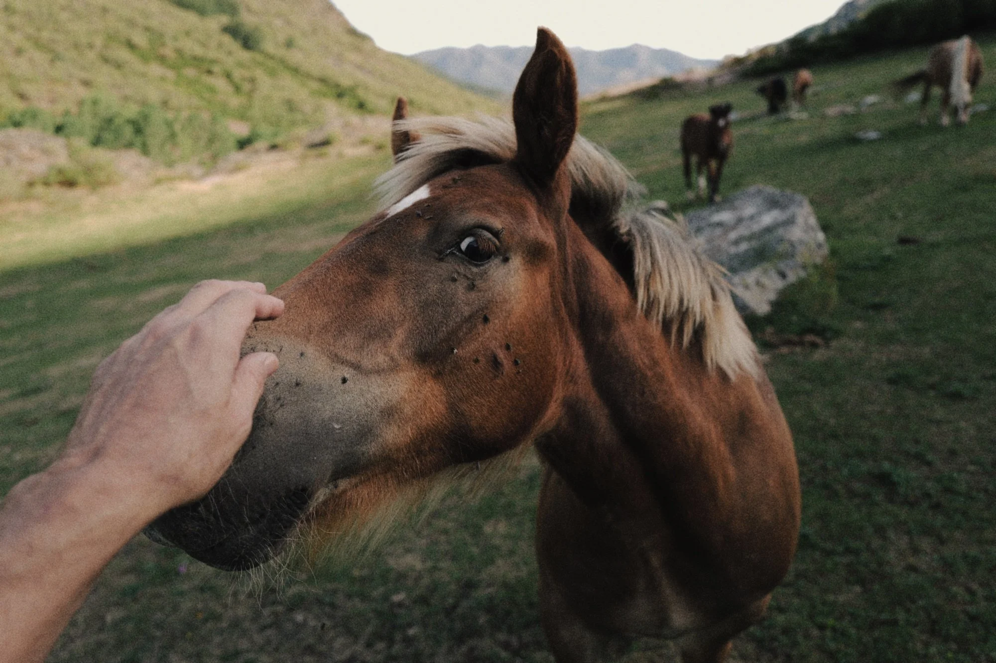 mano de hombre tocando caballo joven en montaña con otros caballos al fondo