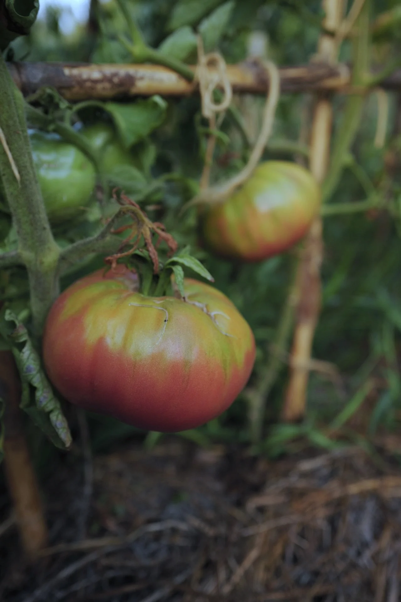Tomate rosa gigante en huerta ecologica