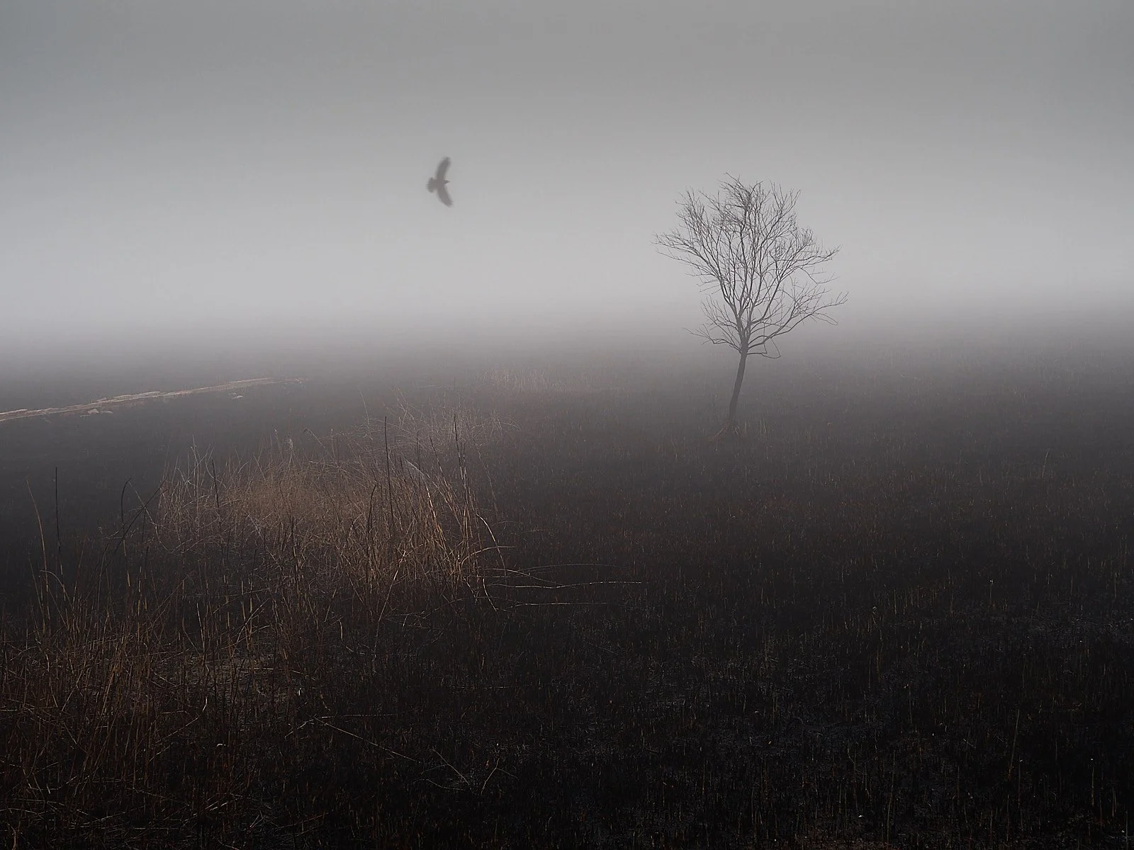 ave rapaz volando en un paisaje abierto y quemado