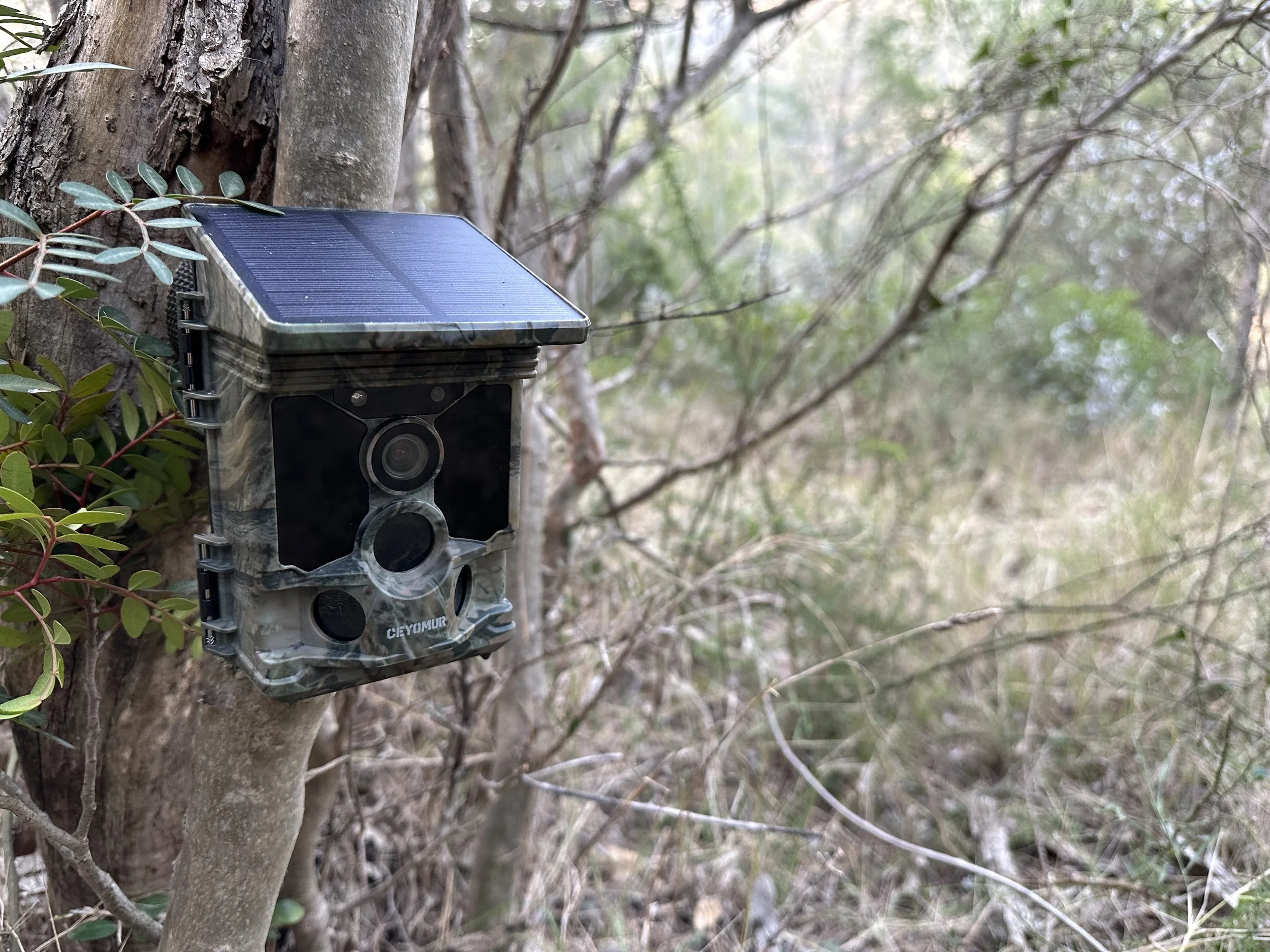 review-camara-fototrampeo-energia-solar — donde la naturaleza es lo primero