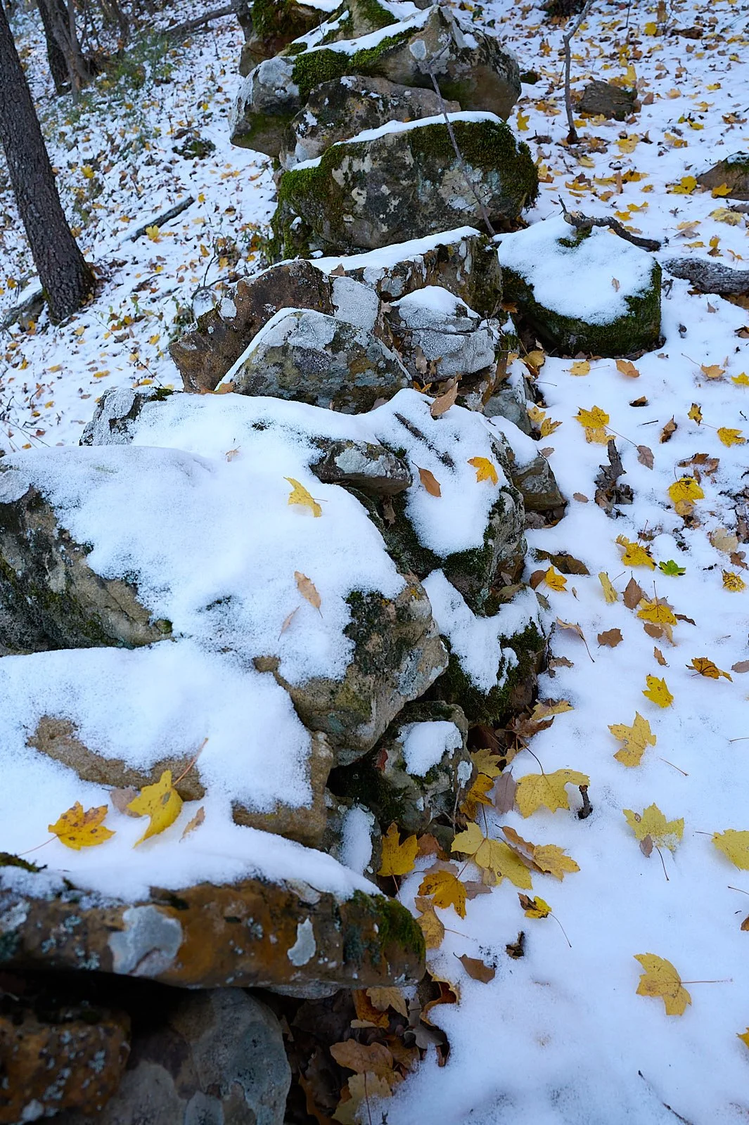 nieve en un bosque