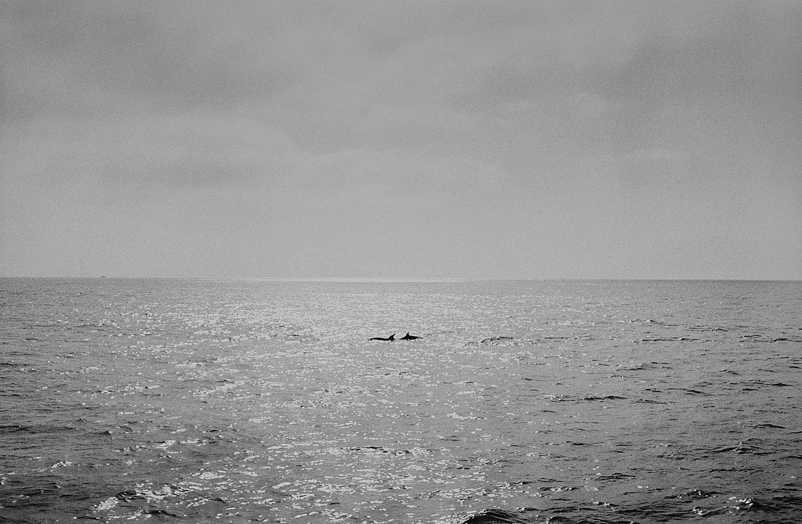 dos delfines nadando en el mar abierto en blanco y negro