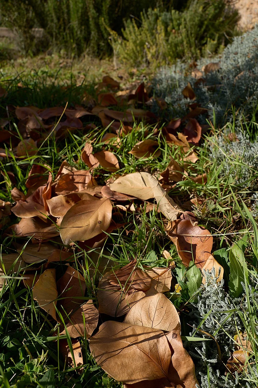 Hojas secas de caqui