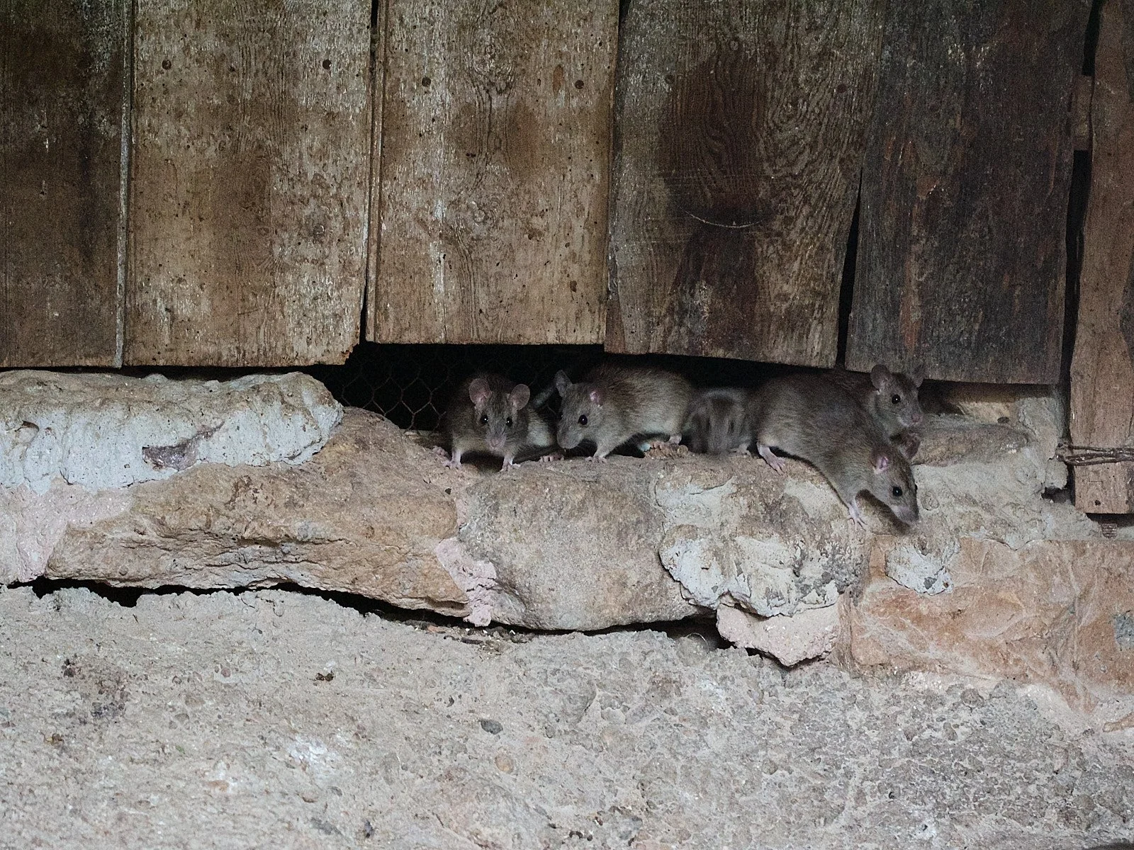 ratas en la rendija de una puerta de madera
