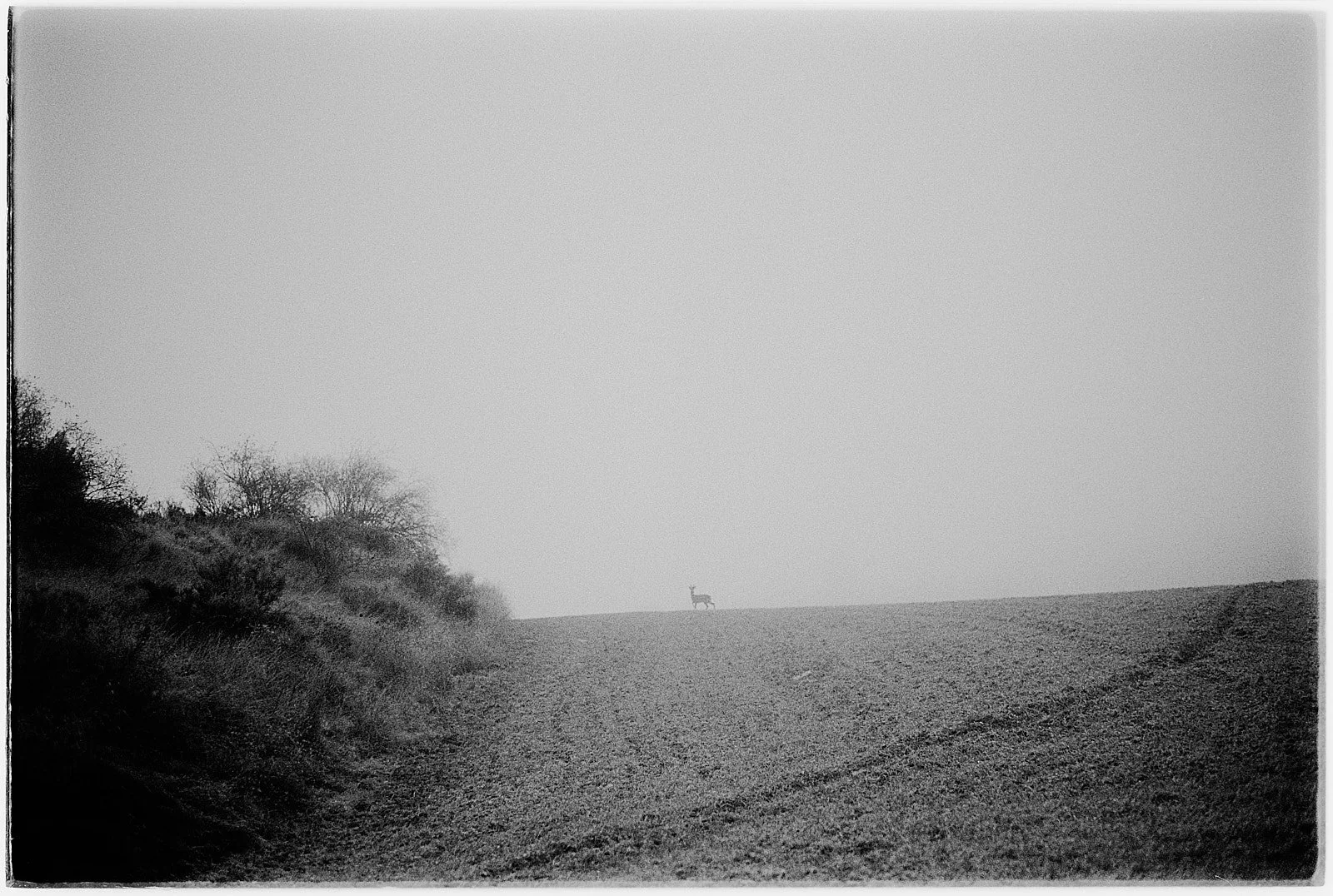 corzo en un campo al amanecer de un dia con niebla en blanco y negro
