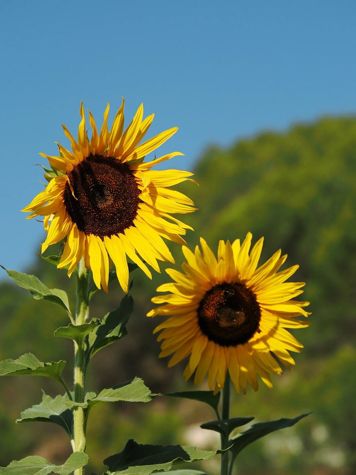 dos girasoles gigantes